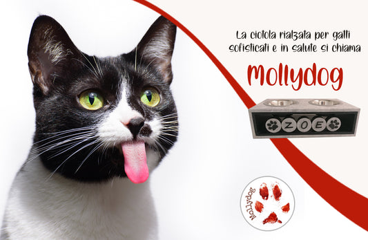 Mollydog la ciotola rialzata per gatti sofisticati e in salute